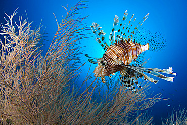 Red lionfish (Pterois volitans). Maldives Islands, Indian Ocean.