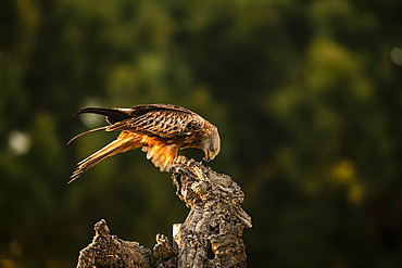 Red Kite (Milvus milvus) eating on a stump, province of Toledo, Spain