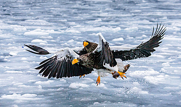 Two Steller's sea eagles (Haliaeetus pelagicus) are sitting on the ice with prey in its claws. Japan. Hakkaydo. Shiretoko Peninsula. Shiretoko National Park.