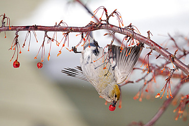 Pine Grosbeak (Pinicola enucleator) female eating American mountain ash (Sorbus americana) beeries, Lake St Jean, Saguenay, Province of Quebec, Canada