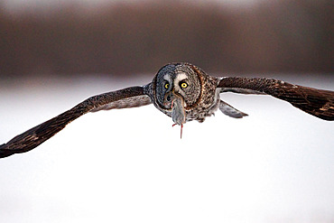 Great Gray Owl (Strix nebulosa) in flight with a vole in its bill, Cap Tourmente, Quebec, Canada