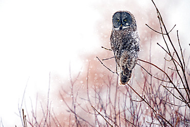 Great Grey Owl (Strix nebulosa) on a branch under a snow shower, Cap Tourmente, Quebec, Canada