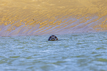 Grey seal (Halichoerus grypus) in the water, winter, Pas-de-Calais, Opal Coast, France