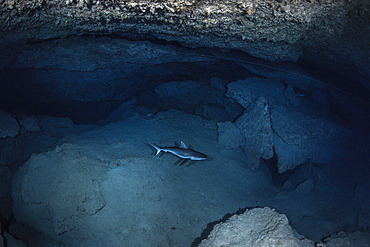 Grey reef shark (Carcharhinus amblyrhynchos) in a cave at a depth of 60 metres. Mayotte