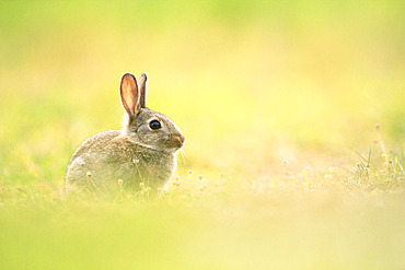 Wild rabbit (Oryctolagus cuniculus) in a flowering meadow in spring, France