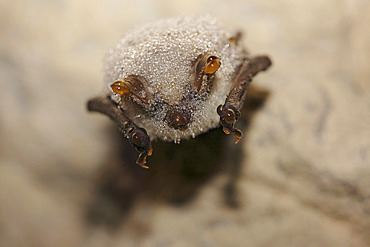 Whiskered Bat (Myotis mystacinus) hibernating in a limestone cavity. The bat is covered with condensation, Normandy, France