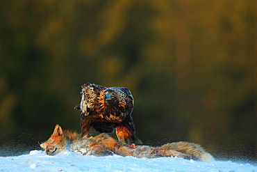 Golden Eagle (Aquila chrysaetos) adult feeding on a fox carcass in winter, Finland