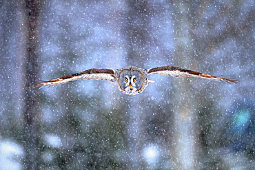 Great Gray Owl (Strix nebulosa) flying under the snow in winter, Finland