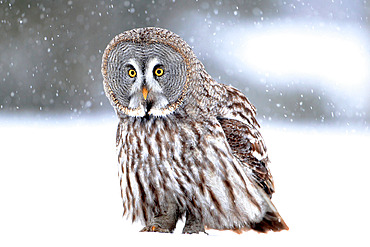 Great grey owl (Strix nebulosa) on the snow looking for prey, Finland