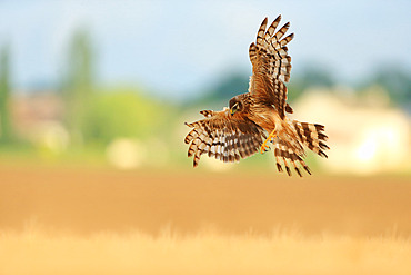 Hen Harrier (Circus cyaneus) female in flight on the plain of Caen, Calvados, Normandy, France