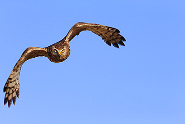 Hen Harrier (Circus cyaneus) female in flight on the plain of Caen, Calvados, Normandy, France