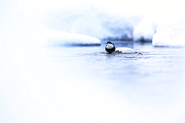 White-throated Dipper (Cinclus cinclus) in a river in winter, Finland