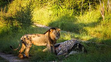 African lion male (Panthera leo) eating a giraffe carcass in Kruger National park, South Africa