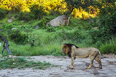 African lion male (Panthera leo) standing on safari road in Kruger National park, South Africa