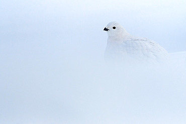 Willow ptarrmigan (Lagopus lagopus) in winter plumage in the snow, James Bay, James Bay, Province of Quebec, Canada