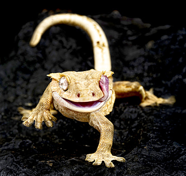 Crested gecko (Correlophus ciliatus)