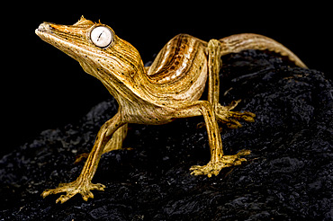 Lined leaf-tailed gecko (Uroplatus lineatus)