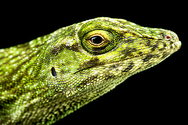 Neotropical Green Anole (Norops biporcatus)