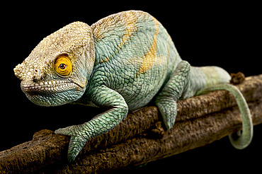 Parson's chameleon (Calumma parsonii)