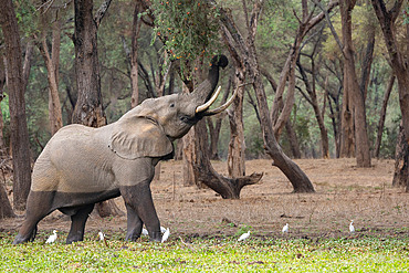 African Savannah Elephant or Savannah Elephant (Loxodonta africana), eat fruits of Winter Thorn (Faidherbia albida), Lower Zambezi natioinal Park, Zambia