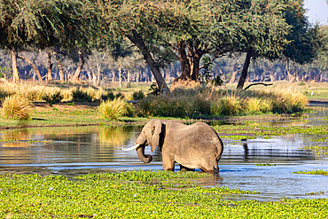 African Savannah Elephant or Savannah Elephant (Loxodonta africana),crossing a river, drinking, Lower Zambezi natioinal Park, Zambia