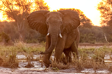 African Savannah Elephant or Savannah Elephant (Loxodonta africana), at the edge of the Zambezi river, Lower Zambezi natioinal Park, Zambia