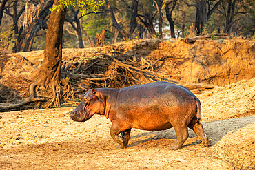 Common Hippo (Hippopotamus amphibius), outside the water, South Luangwa natioinal Park, Luangwa river, Zambia