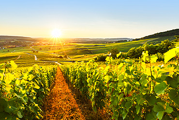 Vineyard AOC, Le Vernois, Jura France