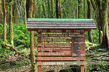 Mare-longue Forest, Saint-Philippe, Reunion Island, France