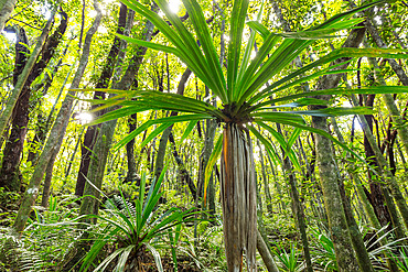 Mare-longue Forest, Saint-Philippe, Reunion Island, France