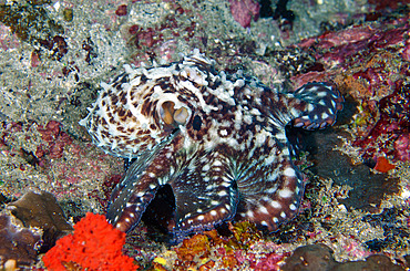 Day Octopus (Octopus cyanea), Biaha dive site, Candidasa, Bali, Indonesia