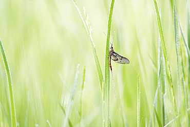 Mayfly (Ephemera sp) nymph on a grass, Fouzon meadows, Loir et Cher, France