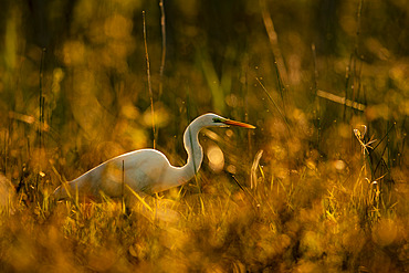 Great Egret (Egretta alba) on bank, Sologne, Loir et Cher, France