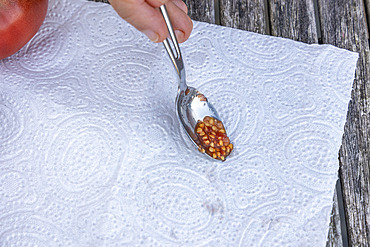 Harvesting seeds of old variety tomatoes 'Coeur de boeuf'