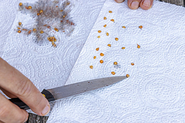 Harvesting seeds of old variety tomatoes 'Coeur de boeuf'