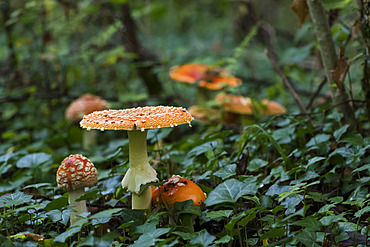 Fly agarics (Amanita muscaria) undergrowth, Foret de la Reine, Lorraine, France