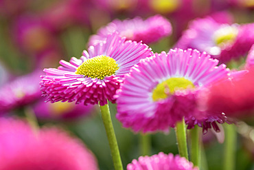 Daisy (Bellis perennis) 'Galaxy Rose'