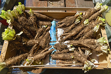 Preparing to transplant endives, France, Moselle, autumn