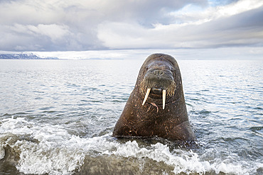 Atlantic walrus (Odobenus rosmarus) with its most prominent feature the long tusks, coming close to check the photographer, Spitsbergen, Svalbard, Norwegian archipelago, Norway, Arctic Ocean