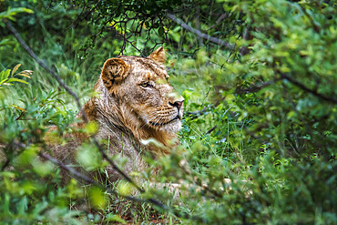 African lion (Panthera leo) young male portrait hiding in the bush in Kruger National park, South Africa