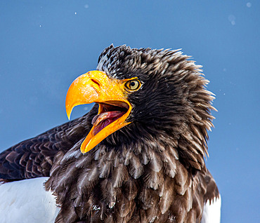 Portrait of Steller's sea eagle (Haliaeetus pelagicus) close up. Shiretoko National Park. Shiretoko Peninsula. Hokkaido. Japan