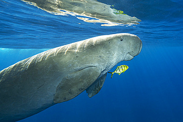 Dugong (Dugong dugon) swimming back to the surface to breathe after feeding on seagrass meadow (Halophila stipulacea), accompanied by a young Golden trevally (Gnathanodon speciosus). Marsa Alam, Egypt. Red Sea