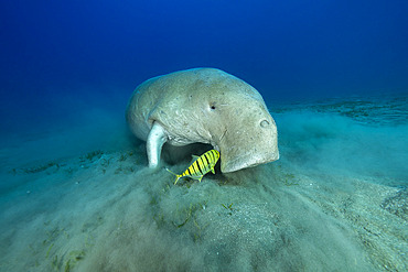 Dugong (Dugong dugon) feeding on a seagrass meadow (Halophila stipulacea), accompanied by a young Golden trevally (Gnathanodon speciosus). Marsa Alam, Egypt. Red Sea