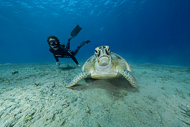 Freediver watching a Green turtle (Chelonia mydas) feeding on seagrass at the bottom. Abu Dabbab Bay, Marsa Alam, Egypt, Red Sea