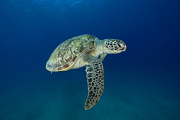 Green turtle (Chelonia mydas) swimming back to the surface to breathe after feeding on seagrass. Abu Dabbab Bay, Marsa Alam, Egypt, Red Sea