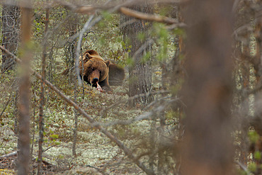 Brown bear (Ursus arctos) gnawing on a bone, Sweden