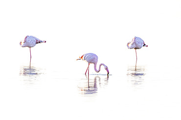 Greater Flamingos (Phoenicopterus roseus), Camargue, France