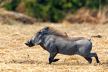 Warthog (Phacochoerus africanus), in the savannah, Kafue natioinal Park, Zambia, Africa