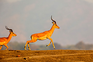 Impala (Aepyceros melampus), male, South Luangwa natioinal Park, Zambia, Africa