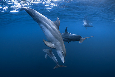 Indian Ocean bottlenose dolphin (Tursiops aduncus) group swimming in the blue waters of the Mayotte lagoon.